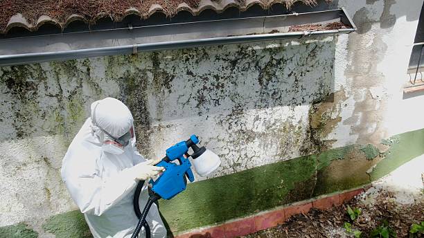 Trusted Attic Mold Removal service in Palm Beach, FL - Cheap Mold Removal